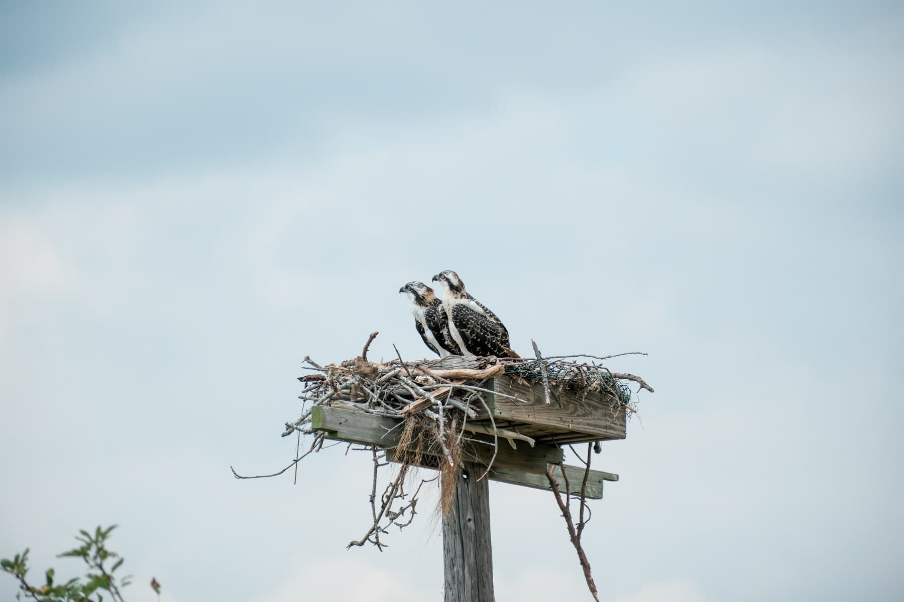 Biyoçeşitlilik ve habitat koruma görseli